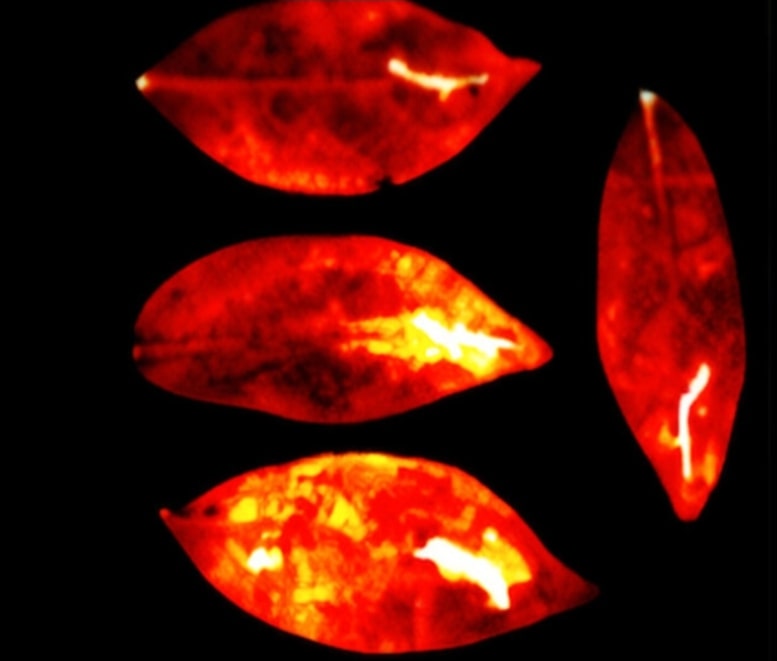 UPE emissions from four umbrella tree leaves.