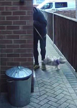 The trainer then throws another pet inside before he drags a tiny dog with a lead still trapped under its leg through the door
