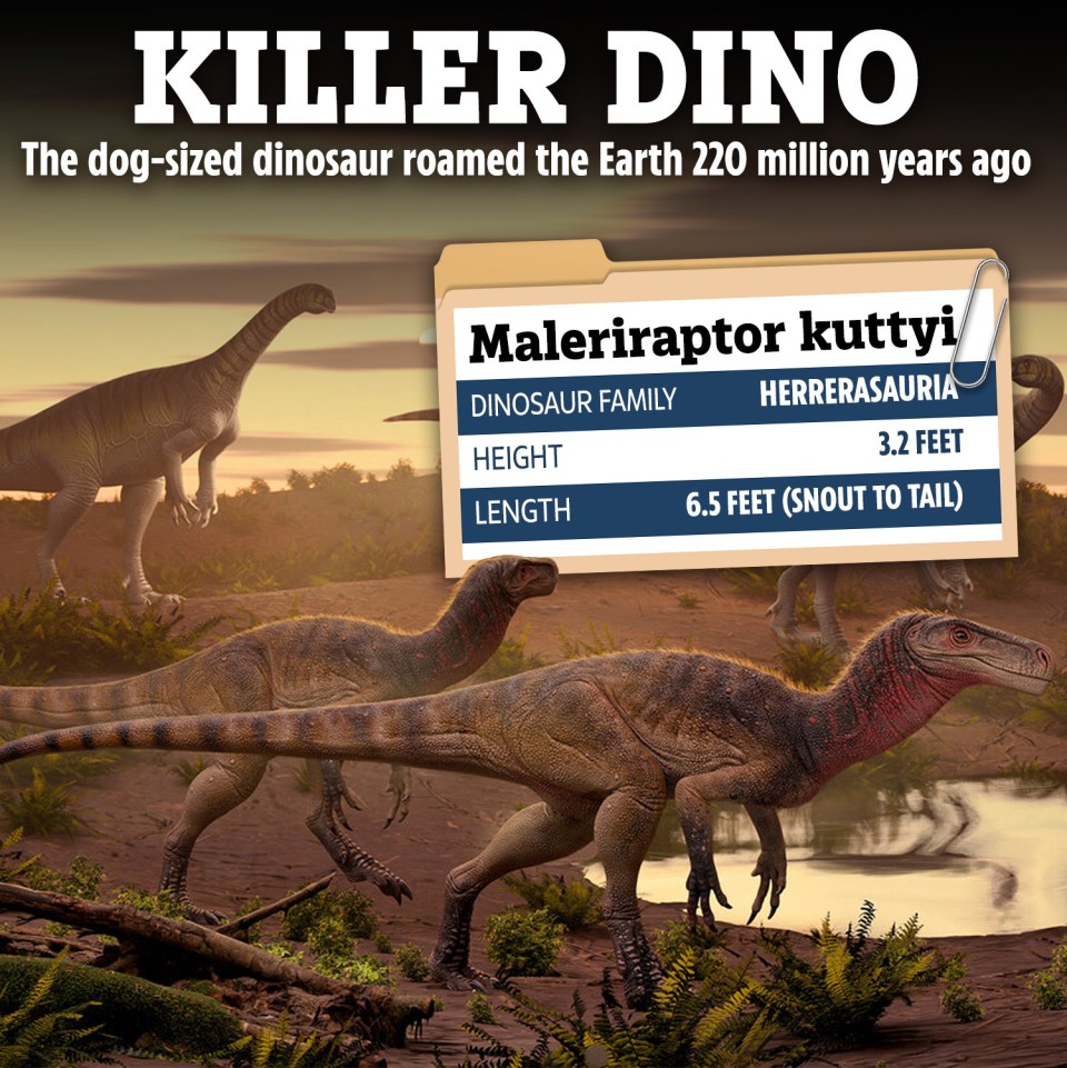 Illustration of Maleriraptor kuttyi, a dog-sized dinosaur.