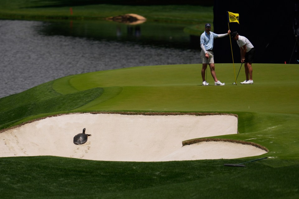 Golfers watch a turtle in a sand trap.
