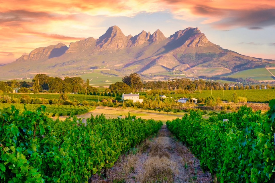 Vineyard at sunset with mountains in the background.