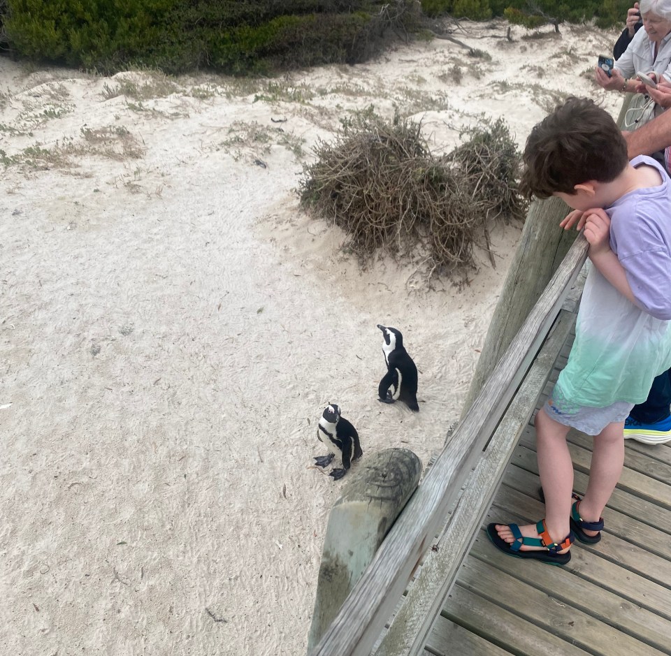 Child viewing penguins on a beach.