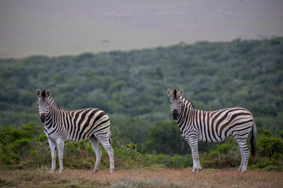 Two zebras on a grassy hill, watching tourists on a game drive.