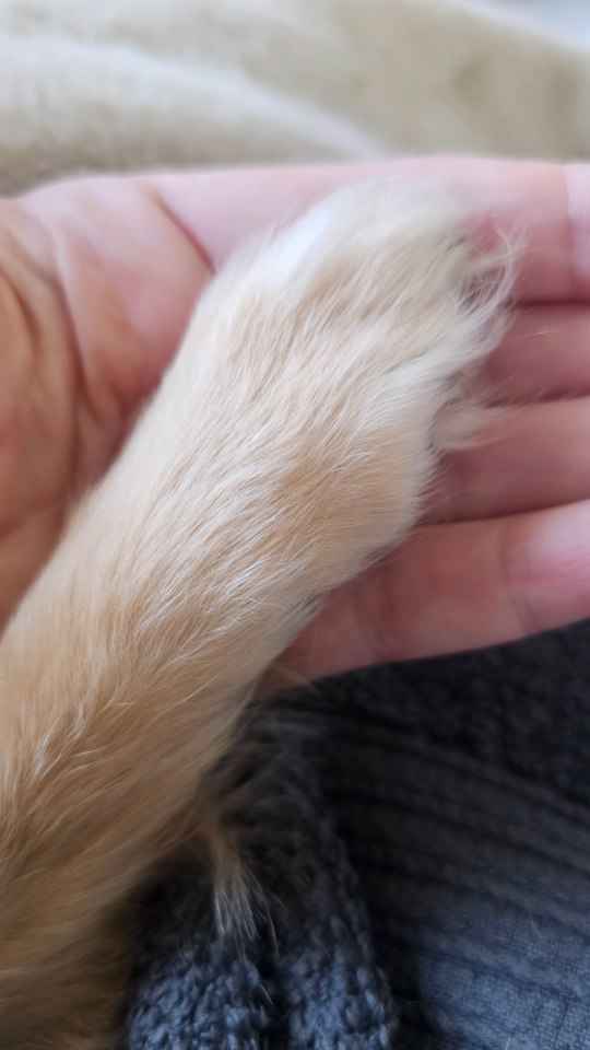 Dog's paw in a hand.