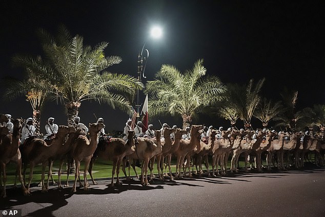 Camels lined the streets for President Donald Trump in Doha Wednesday night for his state dinner in the Qatari capital