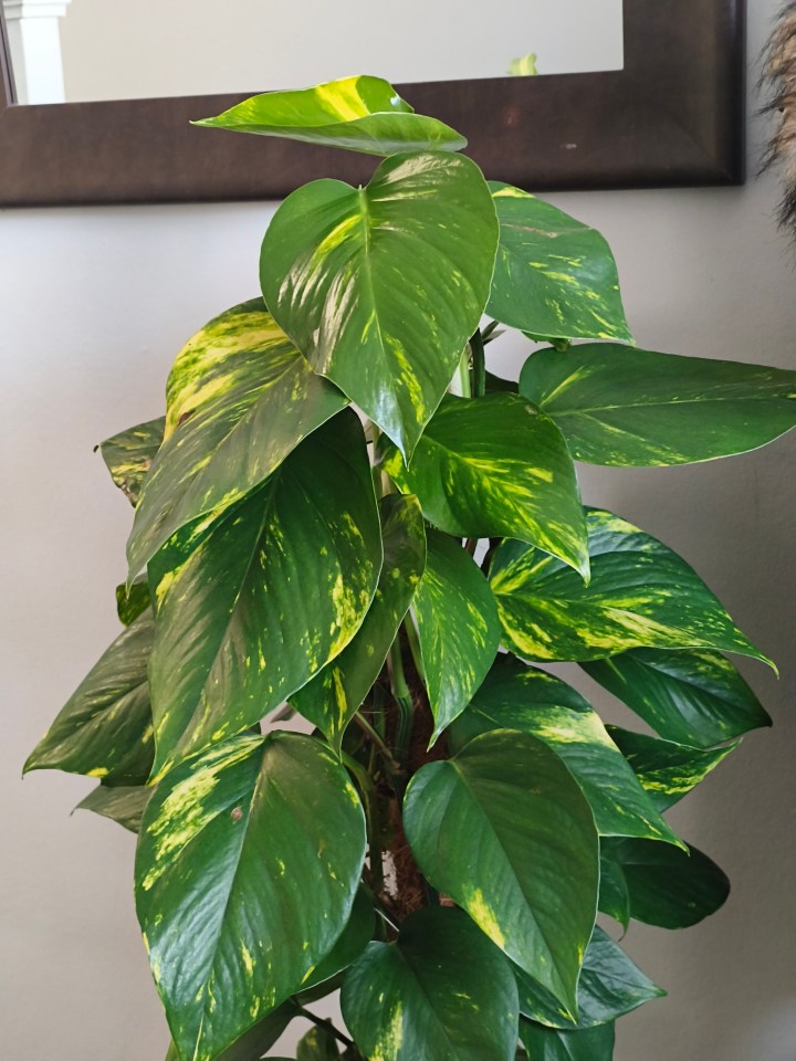 A variegated golden pothos plant.