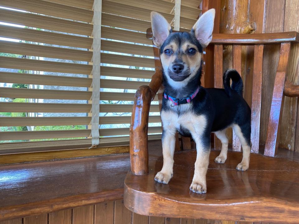 Small black and tan dog sitting on a wooden chair.