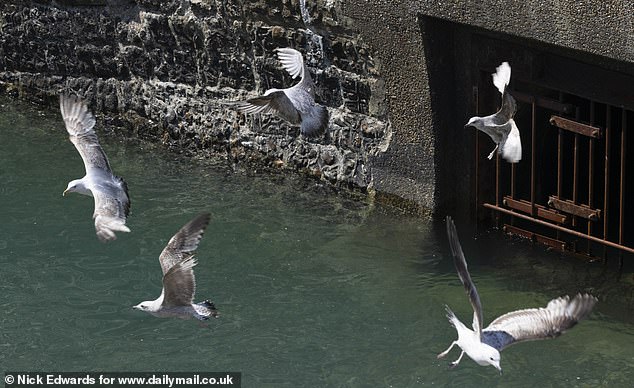 In Brighton, locals blamed tourists for feeding the local birds for their outrageous behaviour
