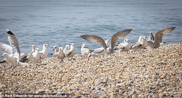 Terrorised locals told how the birds, emboldened by coach loads of tourists feeding them, have taken to dive bombing plates, swooping on unattended food items and even working in gangs to secure a tasty snack