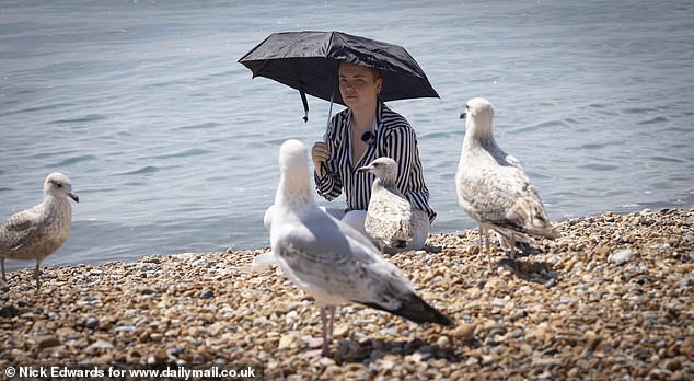 Using an umbrella proved the best aversion tactic in Brighton, with the birds unwilling to approach even when tempted