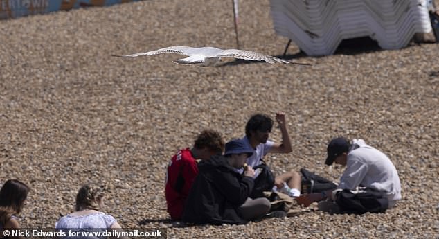 A seagull hovers above beachgoers in Brighton on the hunt for food