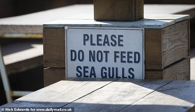 Signs in Brighton warn people not to feed the seagulls, but many tourists have been spotted doing it anyway