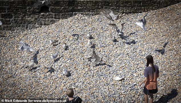 Brighton locals described the birds working in packs and competing with one another for food