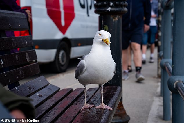 Gulls are seen swirling around the picturesque stone seafront, screeching with their mouths open as they look for food