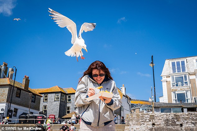 Reporting for MailOnline, Lily Shanagher was targeted by seagulls with seconds of opening her box of chips on the seafront in St Ives