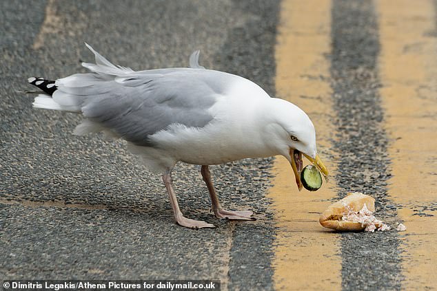 Tenby residents claim the hungry gulls work as a team, targeting holidaymakers leaving Greggs or the town centre ice cream parlour