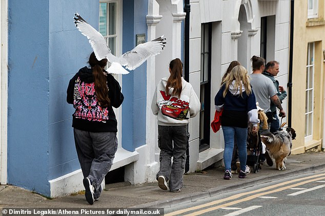 A seagull swoops down to an unsuspecting young woman and grabs half a sandwich roll in St Julian's Street in Tenby