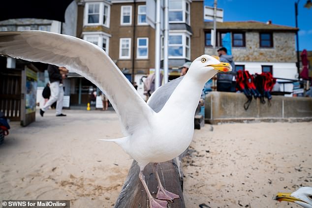 But even in St Ives there is hope for seaside-lovers, as MailOnline discovered when taking to the beach with a striped shirt, umbrella and large box of fresh chips
