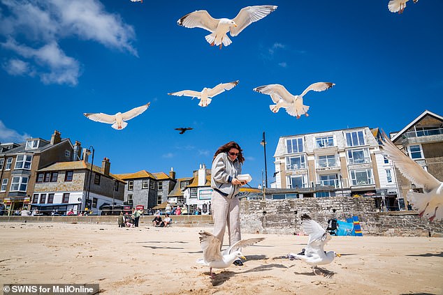 St Ives locals say the birds work in packs, use loud screeching noises and attack from behind to grab a tasty snack