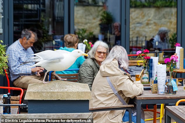 Tenby locals were skeptical that staring at the birds would help keep their food safe