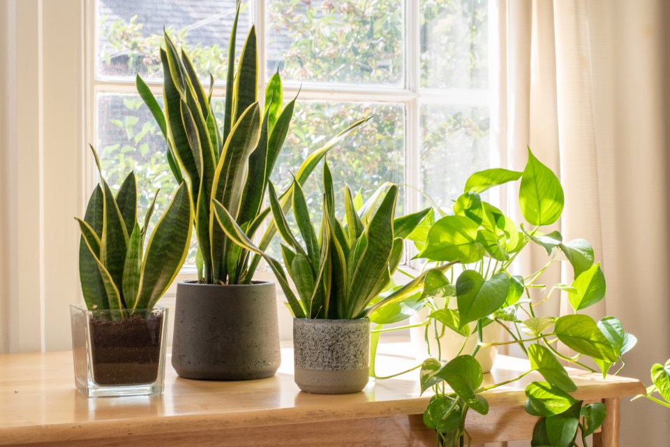 Three potted houseplants on a wooden table by a window.