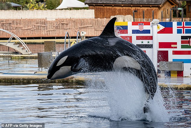 The marine park closed on January 5, citing legislation banning shows featuring cetaceans such as dolphins and whales