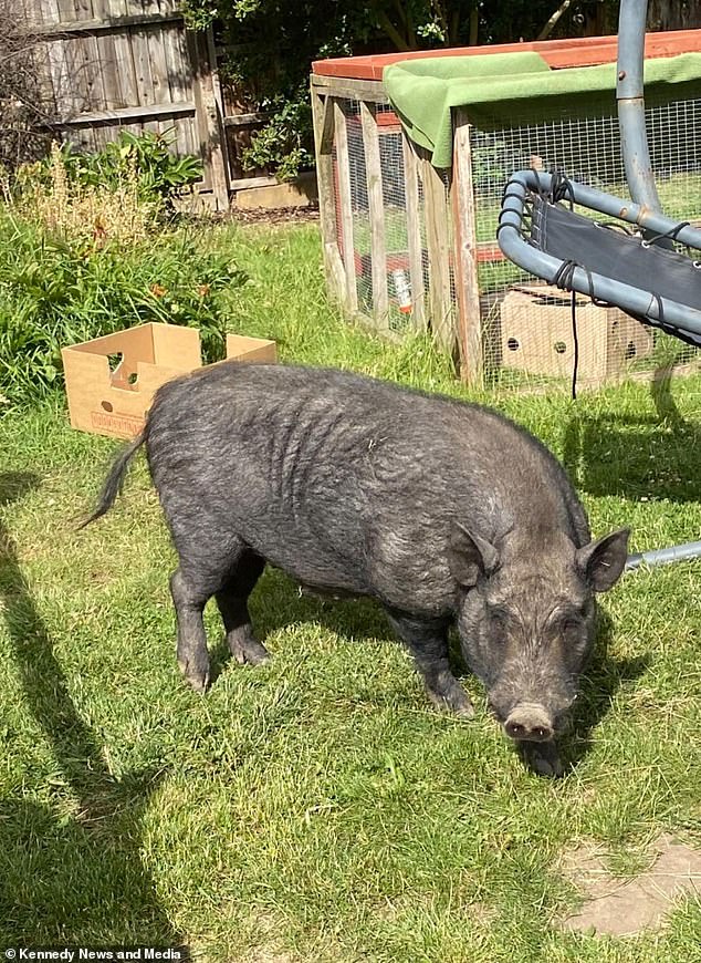 The disgruntled neighbours even took their frustration to the town's local newspaper, saying the pig 'makes life unbearable' and said it had made their living situation a 'tragedy'