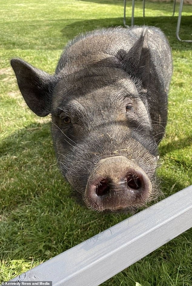 Michelle said: 'When we got back, all of a sudden we could hear this lady shouting through a hole in the fence saying he was disgusting and she can't believe there's a pig in the garden'