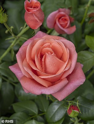 Bred by Harkness Roses, the flowers (pictured) will be available to purchase from today via roses.co.uk and rhsplants.co.uk, and for every plant sold £5 will be donated to The Royal Marsden Cancer Charity