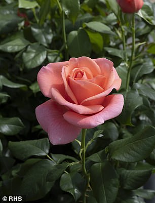 Bred by Harkness Roses, the flowers (pictured) will be available to purchase from today via roses.co.uk and rhsplants.co.uk, and for every plant sold £5 will be donated to The Royal Marsden Cancer Charity