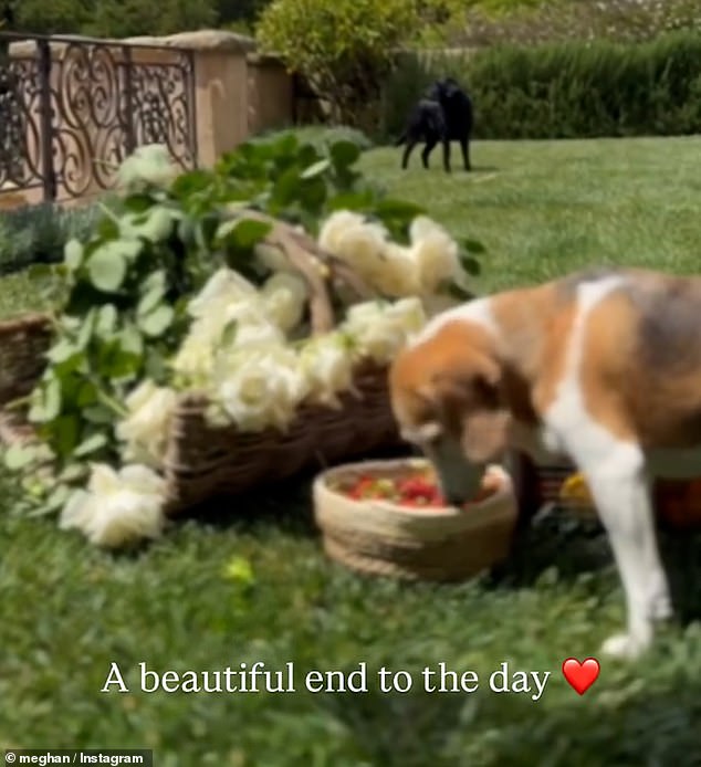 The final clip showed Meghan's beagle, Mamma Mia, sniffing around the baskets of fruit