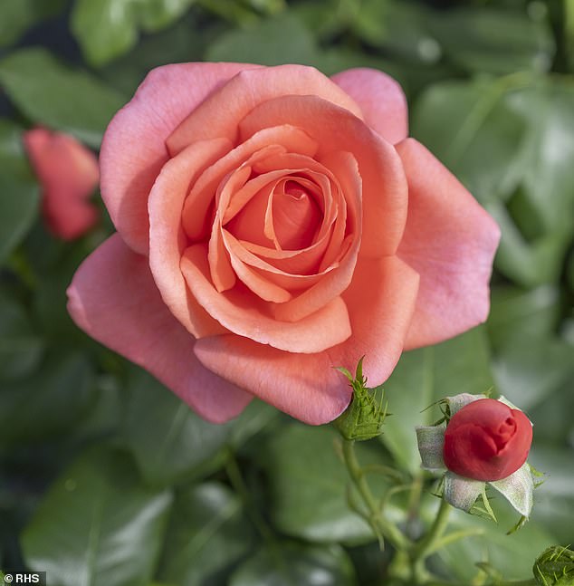 Catherine¿s Rose (pictured), a coral-pink floribunda, has a rich perfume with hints of Turkish Delight and mango, the RHS (Royal Horticultural Society) said