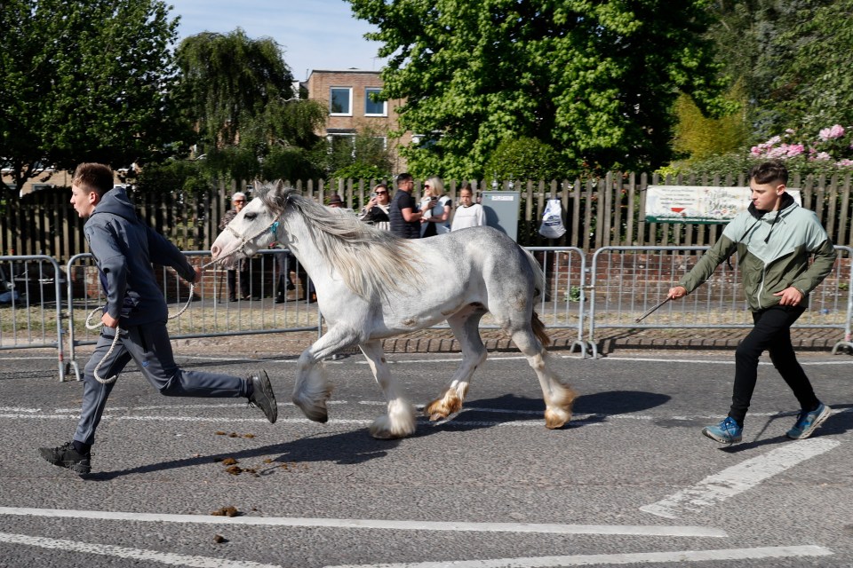 A grey horse being led down a street at a horse fair.
