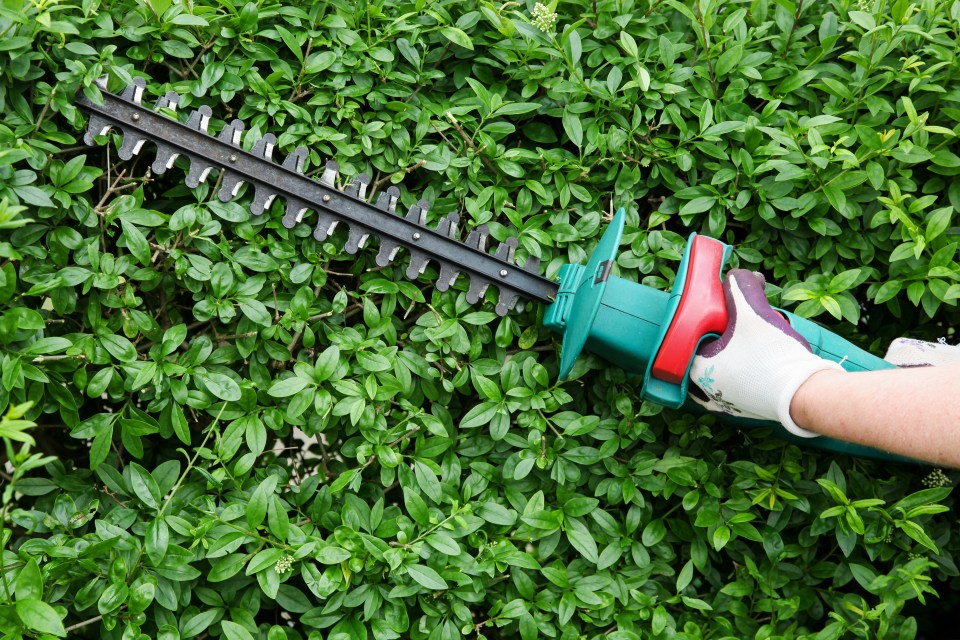 A person trimming a hedge with an electric hedge trimmer.