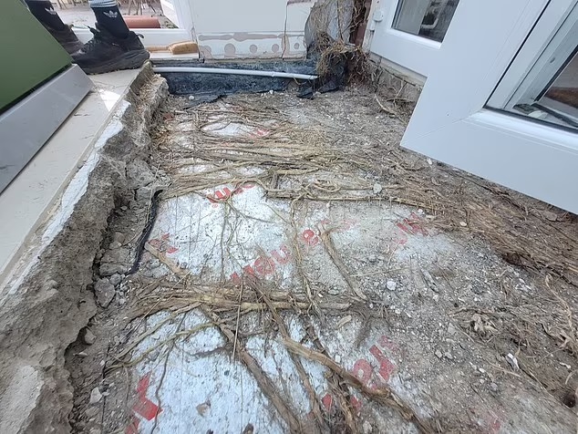 Bamboo roots growing under a conservatory floor, causing damage.