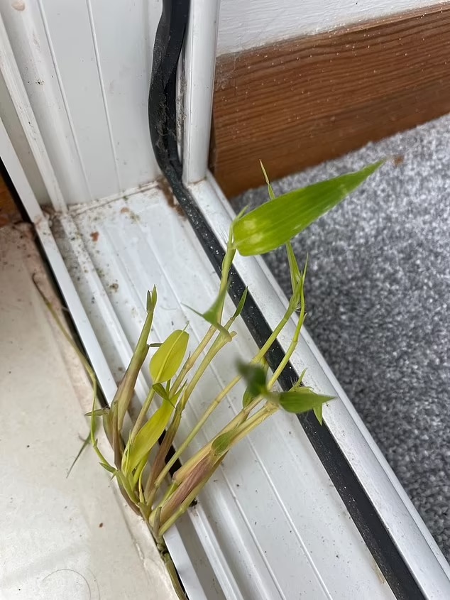 Bamboo shoots growing through a conservatory window frame.