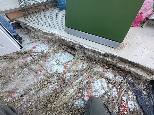 Bamboo roots growing under a conservatory floor, causing damage.