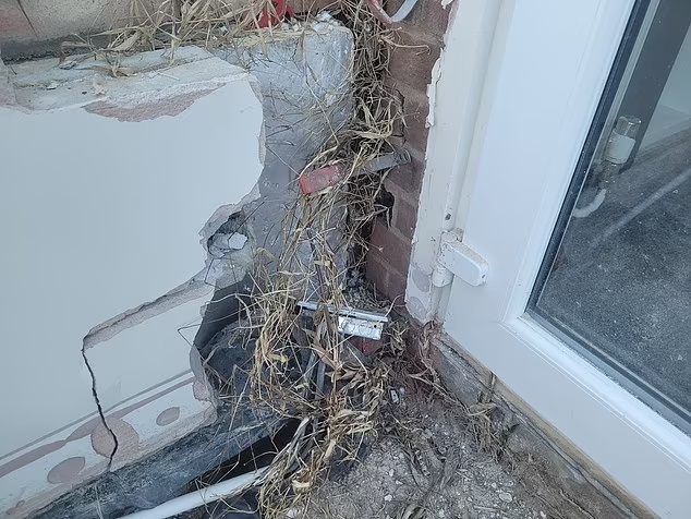 Demolished conservatory wall with bamboo roots growing through it.