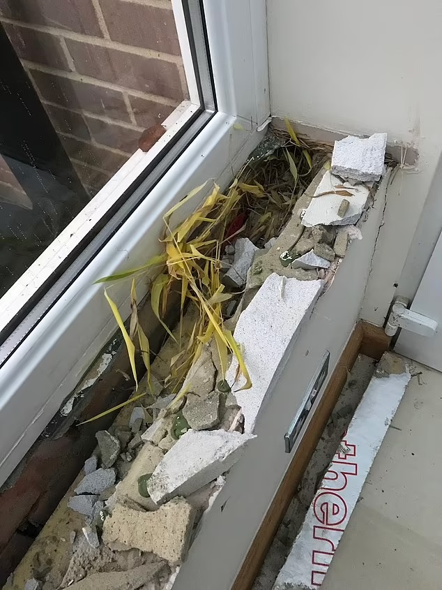 Bamboo growing through the wall and floor of a demolished conservatory.