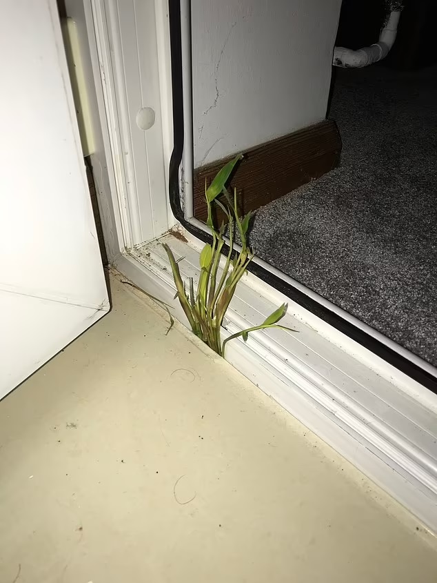 The plant is said to be stronger than steel in some cases