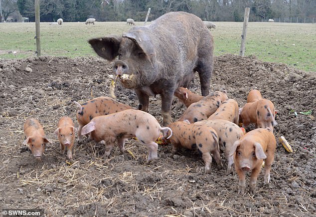 Data from the Agriculture and Horticulture Development Board (AHDB) in 2023 states that the size of an average pig litter in the UK stands at 15.48 (Stock image)