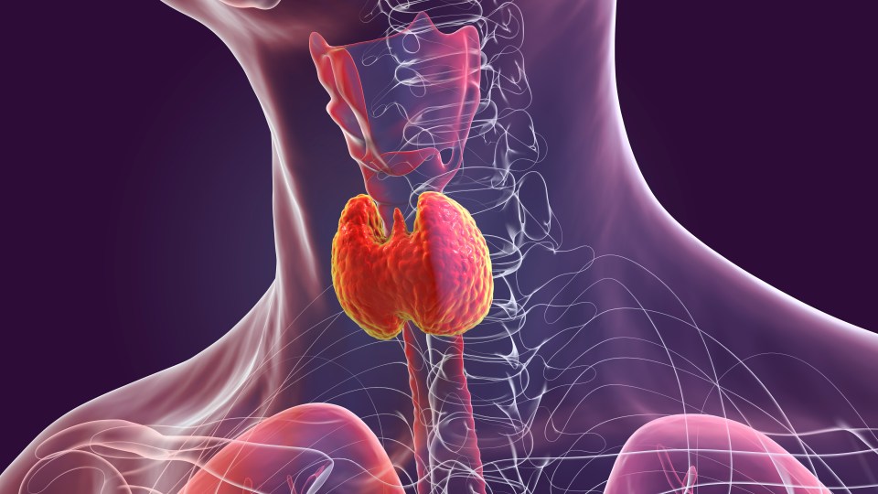Illustration of a healthy thyroid gland.