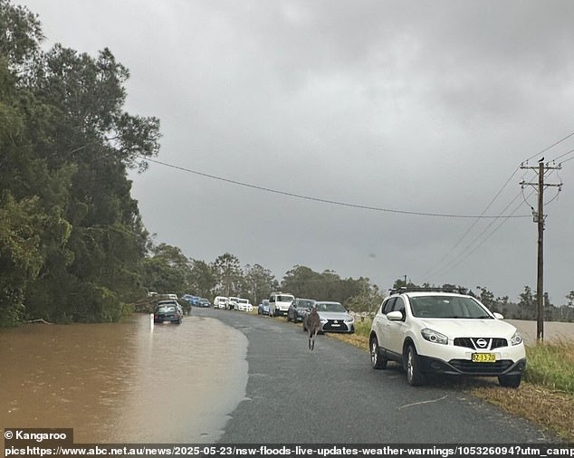 The marsupial (centre) is believed to have become 'very distressed' when it became trapped in a flooded area in Australia