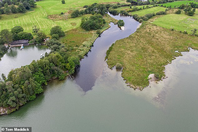 Great stretches of Lake Windermere's water has been turning alarming shades of green