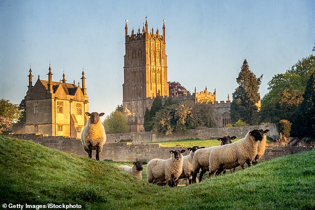 Home to 91,000 people, the Cotswolds, which straddles six southern English counties and is governed from Gloucestershire, comprises the largest swathe of protected natural beauty in the United Kingdom. (Pictured: sheep grazing close to Chipping Campden in the Cotswolds)