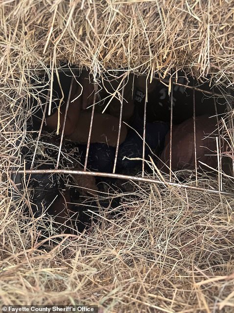 Sheriff Keith Korenek described the smuggling method as 'not only deceptive but incredibly dangerous to human life' as temperatures in Central Texas soar during the summer months