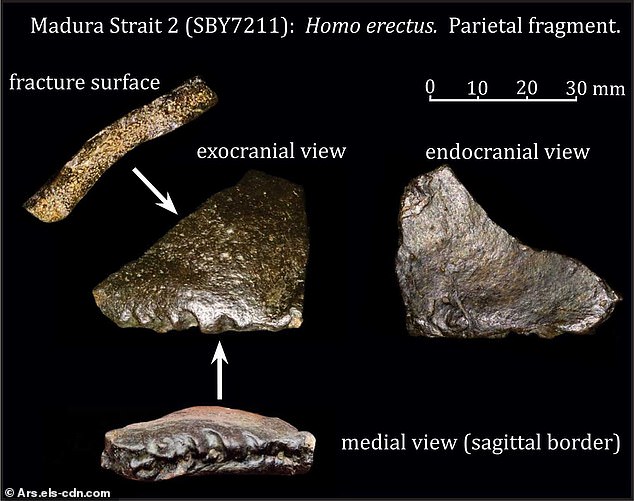 Alongside the skull, researchers unearthed 6,000 animal fossils from 36 species, including Komodo dragons, buffalo, deer, and elephants.