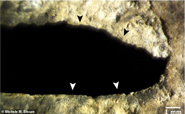 Hundreds of human bones found inside the 'Blood Cave' in Guatemala suggest a chilling human sacrifice took place there. This image shows a lesion on one of the recovered skulls
