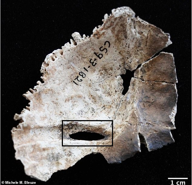 What's more, researchers found the bones were scattered across the cave floor and arranged in peculiar, perhaps ritualistic ways. Pictured is the inside of a skull with an apparent wound