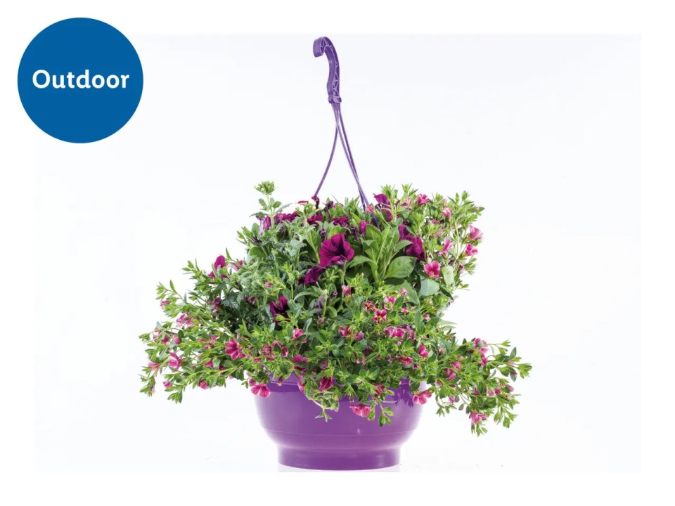 Purple hanging planter with purple and pink flowers.